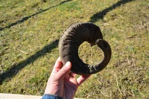 Par de Cuernos de Carnero Largos Auténticos de Primera Calidad, Pulidos, Estilo Náutico Europeo, Recuerdo Animal, Decoración Duradera, Hechos a Mano para Coleccionistas - Product Image 4