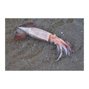 ปลาหมึกญี่ปุ่นเกรดส่งออก สำหรับขายส่งในช่องทางการค้าปลีก-ส่ง - Product Image 5