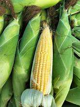 MAÏS SUCRÉ FRAIS RÉCOLTÉ CONGELÉ POUR UN GOÛT NATUREL ET UNE COMMODITÉ QUOTIDIENNE - Product Image 6