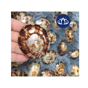 Lapa de mar de playa en artesanía a granel para decoración hogar boda del océano de Vietnam - Product Image 1