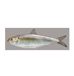 Arenque Congelado, Pescado Entero, Stock Fresco, Envasado al Vacío, Calidad Superior, 20 kg - Product Image 3
