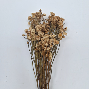 Fleur de camélia séchée - Product Image 1