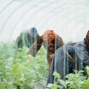 Invernadero de Plástico de Alta Calidad con Múltiples Tramos para Cultivo de Tomate, Pimiento y Vegetales de Hoja, Resistente al Viento y la Nieve - Product Image 5