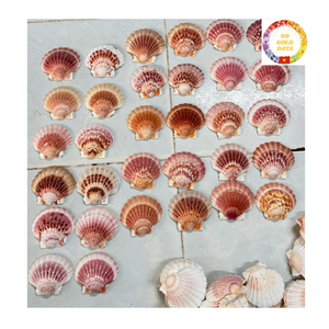 เปลือกหอยหอยเชลล์ธรรมชาติสีขาวขนาดใหญ่สำหรับงานออกแบบของขวัญแฮนด์เมดอุปกรณ์ตกแต่งบ้านแบบ DIY - Product Image 5