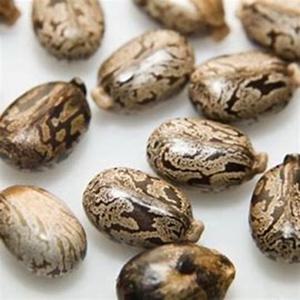 100% graines de ricin naturelles nouveau stock séché Ricinus communis pour la cuisine et les herbes - Product Image 2