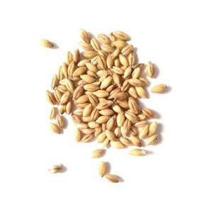 Grains d'orge grillés biologiques de haute qualité Malt et graines d'orge séchés Offre Spéciale des aliments pour animaux à faible coût - Product Image 2