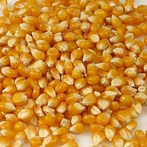 Grains de maïs jaune sec / Maïs blanc – Meilleur prix, approvisionnement en vrac pour l'alimentation animale et humaine – Vente en gros de graines de maïs jaune Thaila - Product Image 2