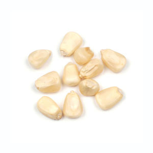 Oferta al por mayor de maíz blanco premium listo para distribución a granel - Product Image 5