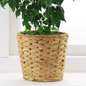 Macetas Decorativas para Flores y Plantas, Macetas de Jacinto de Agua Natural de Gran Calidad - Product Image 1