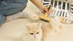 [AbsFur] ห้องอบแห้งสัตว์เลี้ยง ผลิตภัณฑ์ระบบหมุนเวียนอากาศเร็ว อุ่น อบแห้งได้เสถียร เสียงเบา สำหรับสุนัขและแมว พร้อมที่ดักขนสัตว์ Lite - Product Image 3