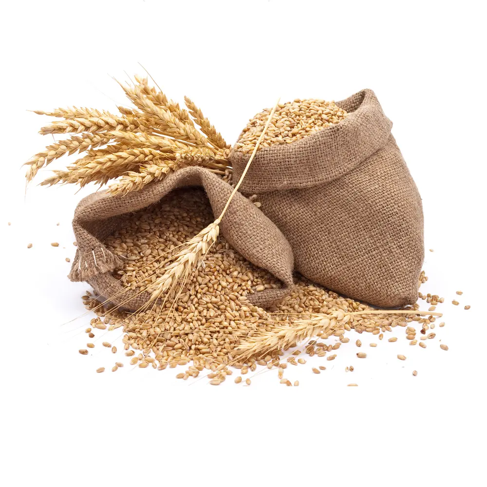 Wholesale soft wheat cereal crop a large amount of vitamins and minerals rich in pectin and dietary fiber, grain