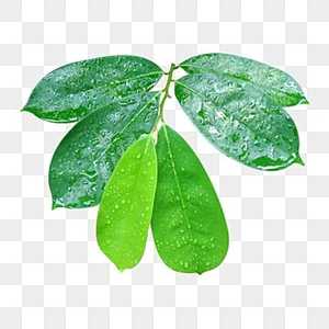 DESCUBRE HOJAS DE URENTA SECAS PREMIUM DE VIETNAM, 100% NATURAL, SELECCIONADAS A MANO PARA LA MEJOR CALIDAD AL PRECIO MÁS ASEQUIBLE - Product Image 5