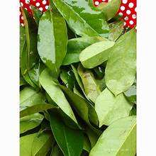 ถุงชาจากใบทุเรียนเทศธรรมชาติทั้งหมดเหมาะสำหรับการสนับสนุนภูมิคุ้มกันและสูตรจากพืช - Product Image 6