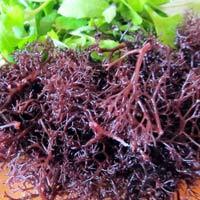 มอสทะเลคุณภาพดีจากเวียดนาม // Ms. Beatrix - Product Image 3