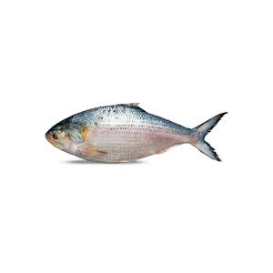 Hilsa Fresca al por Mayor, Filetes de Pescado Congelados y Envasados al Vacío - Product Image 5