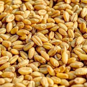 Grano de Trigo Deshidratado FD de Alta Calidad, Rico en Nutrientes, para una Cocina Saludable y las Necesidades Nutricionales Diarias, de un Fabricante y Proveedor Tailandés - Product Image 1