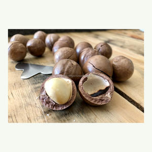 Nuez de Macadamia tamaño grande fábrica cosecha nueva calidad al por mayor venta al por mayor - Product Image 4