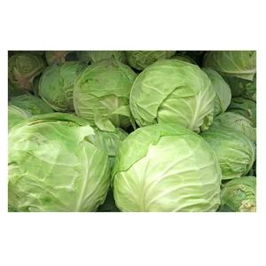 Proveedor Directo de Repollo Verde Fresco Orgánico a Precio de Mayoreo - Product Image 3