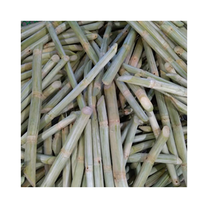 Canne à sucre fraîche BÂTON DE CANNE À SUCRE CONGELÉ DE HAUTE QUALITÉ DU VIETNAM 100% NATUREL - Product Image 1