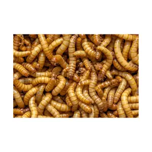 Wholesale High Quality Hot Sale Dried Mealworms Dried Food Mealworm