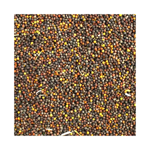 Venta al por mayor de semillas de canola a granel aptas para uso agrícola y alimentario - Product Image 6