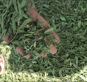 Extrait de feuille de Pandan de qualité alimentaire de qualité supérieure tambour à base de plantes de qualité verte extrait de plante en poudre active d'hespéridine fine - Product Image 5