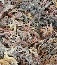 ETIQUETA LIMPIA SEAMOSS SUPERALIMENTO PARA EL REFUERZO INMUNE DIARIO ESTILO DE VIDA BASADO EN PLANTAS Y BIENESTAR GENERAL - Product Image 4