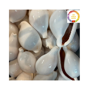 Vente en gros de coquillages cauris blanc naturel idéal pour la fabrication de bijoux et la décoration de fêtes à la plage - Product Image 1