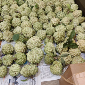 พรีเมี่ยมน้ำตาลแอปเปิ้ลทั้งผลไม้แช่แข็ง | เกรดส่งออก - Product Image 1