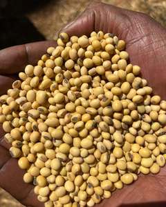 Soja brut certifié biologique de qualité supérieure pour une valeur nutritionnelle optimale - Product Image 1