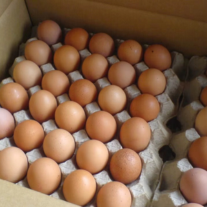 ไข่ไก่สดสีน้ำตาล/ไข่ไก่, ขายในราคาที่ดีที่สุด ไข่ไก่สดสีน้ำตาลจากฟาร์ม - Product Image 1