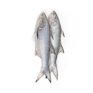 Revendeur et fournisseur de saumon frais / congelé Meilleure qualité Meilleur prix d'usine Achat en gros - Product Image 2