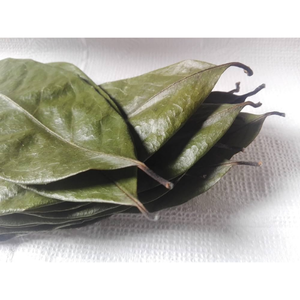 HOJAS DE SOURSOP SECAS | Wildcrafted, recogidas a mano | Annona Muricata - Product Image 1