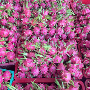 Qualité d'exportation de fruits du dragon vietnamiens frais cueillis à la main - Product Image 1