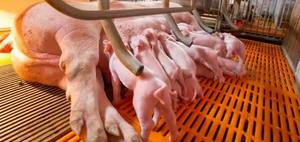 High Quality Pig Farrowing Stalls Maternity Bed Sow Birthing <b>Pen</b> <b>Animal</b> Husbandry Equipment - Product Image 4