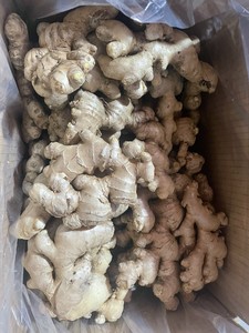 ขิงสดเวียดนามจํานวนมากขายส่งขิงสีเหลืองด้วยราคาที่ดีที่สุดมาตรฐานการส่งออกขิงแห้ง (นางสาว Elysia WA +84789310321) - Product Image 5