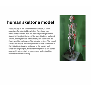 Modelo de Esqueleto Humano con Músculos, Modelo de Huesos de PVC Plástico para Ciencias Médicas, para Uso Escolar - Product Image 4