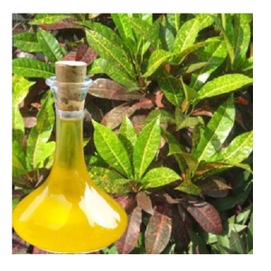 Aceite esencial de Croton de la mejor calidad para una piel brillante al mejor precio del proveedor indio Aceite esencial de Croton - Product Image 1