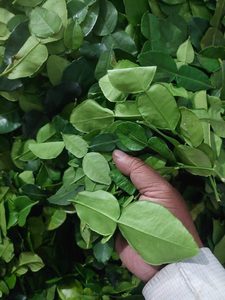 Feuilles de Lime Séchées Premium Thailande Séchées - Product Image 4