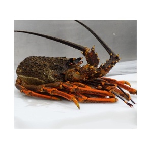 Langostas Frescas Congeladas de Nueva Zelanda, Capturadas en el Siluro, Grado Premium, Proveedor de Exportación de Mariscos - Product Image 2