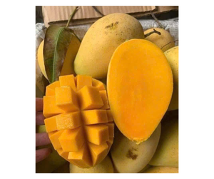 Mango Fresco Premium de Vietnam para Exportación - Mango Keo Cat Chu Cat Hoa Loc para Fábrica de Procesamiento de Alimentos y Mercado de Jugos - Product Image 6