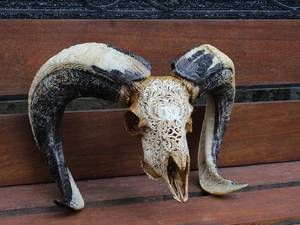 รูปปั้นควายกระทิงและกระโหลกแกะที่สวยงามแกะสลักด้วยมือมีเขาอันงดงามผนังเก๋ไก๋และการตกแต่งที่โดดเด่นทางวัฒนธรรม - Product Image 4