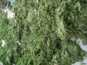 Vente en gros de poudre d'algues vertes naturelles Ulva lactica algues pour aliments pour animaux et engrais à prix compétitif - Product Image 6