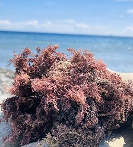 Eucheuma cottonii แบบแห้งคุณภาพสูงเก็บเกี่ยวจากเวียดนามผู้จำหน่าย Eucheuma seamoss แห้งที่สมบูรณ์แบบสำหรับการทำเจล - Product Image 4