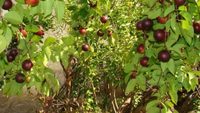 Poudre d'extrait de fruit de Camu Camu 100% pure, qualité alimentaire supérieure, vitamine C, superaliment antioxydant, approvisionnement en vrac