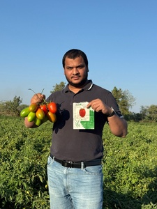 Graines de tomates hybrides Moon Star SARDAR F1 - Pureté 99,9% - Taux de germination 90% - Durée de conservation de 2 ans - Product Image 2