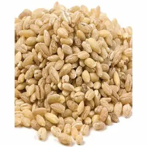 Barley Herbal Murni Gandum Hijau Barley Rumput Jus Ekstrak Bubuk Barley Rumput Ekstrak