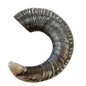 Shofars authentiques faits à la main en corne de buffle et de bélier naturelle, polis, religieux, pour la maison, par saniya handicraft - Product Image 5