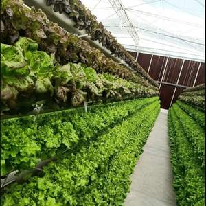 Sistemas Hidropónicos Confiables y Torre Aeropónica para el Cultivo Continuo de Cultivos en Interiores - Product Image 1