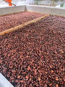 Prêt à être transformé en gros fèves de cacao fermentées séchées au soleil fèves de cacao vertes grillées et crues - Product Image 5